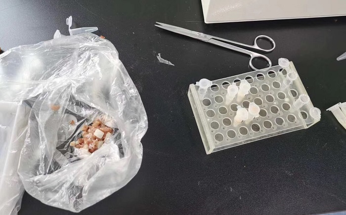 豬肉組織91视频电影网前