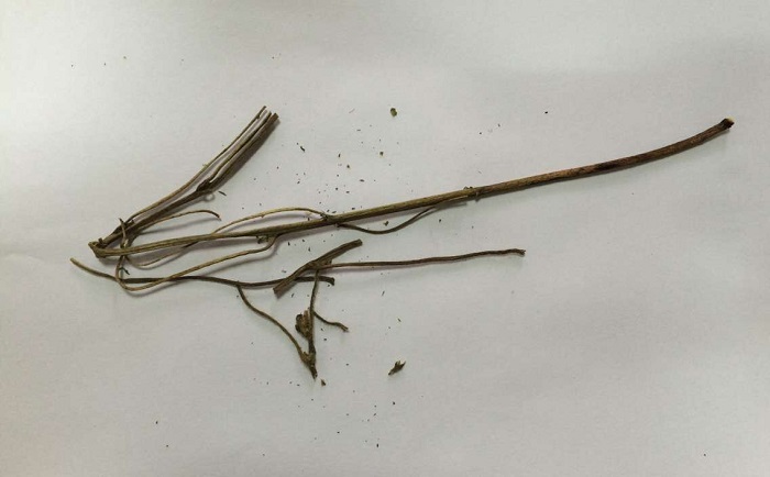 棉花莖91视频电影网前