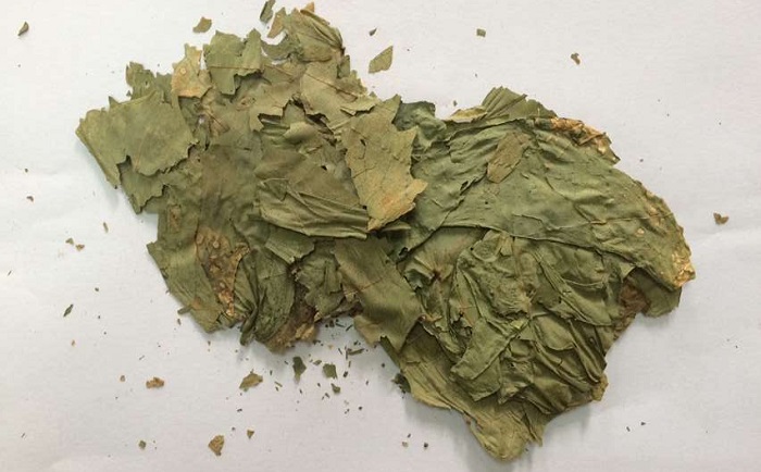 棉花葉91视频电影网